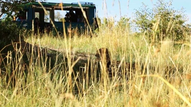 Safari Vehicle for Observing Wild Animals in the Grasslands