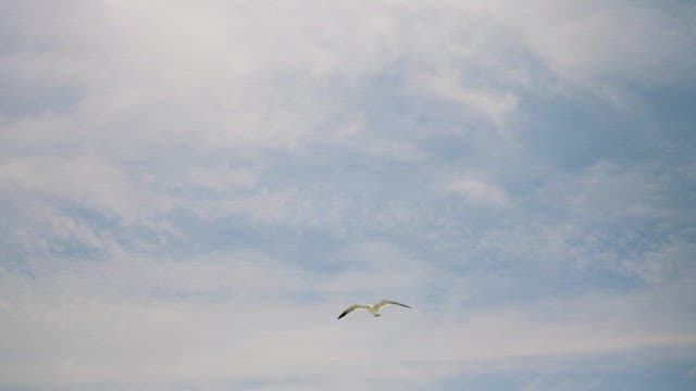 Seagulls Gliding under the Cloudy Sky