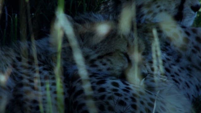 Cheetah resting in grass at dusk