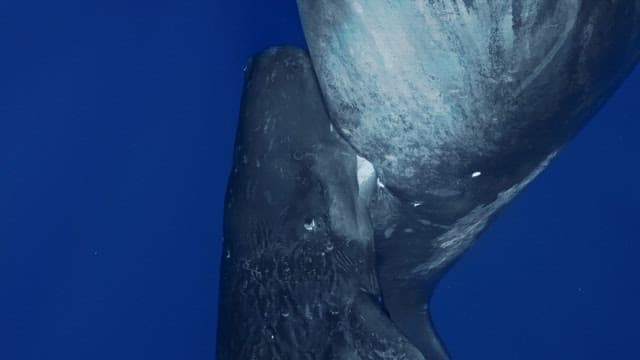 Baby sperm whale suckling its mother's milk