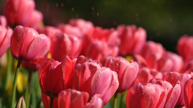 Vibrant Tulips Glistening with Dew Drops