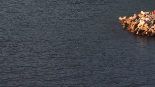 Bird flying over the calm sea