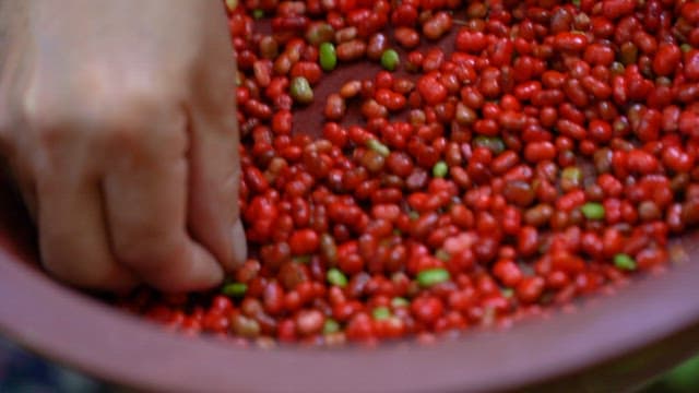 Sorting red berries in a bowl by hand