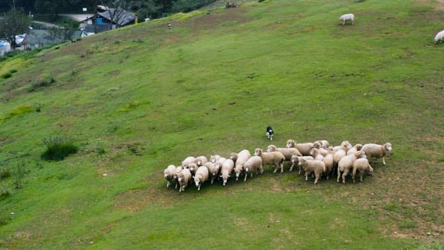 Herding Sheep with a Border Collie in Pasture