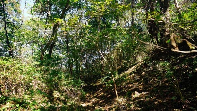 Sunlit forest pathway surrounded by dense trees