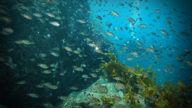 Shoal of Fish Swimming Near Underwater Rocks