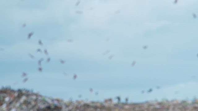 Birds Flying Over a Vast Landfill Site
