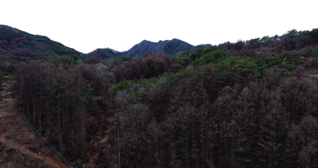 Tranquil mountain range with dense forest with trees coverage