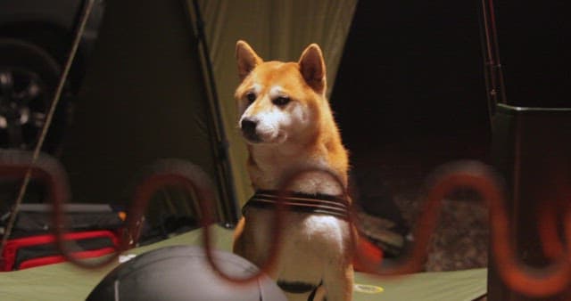 Shiba Inu Inside Tent at Nighttime