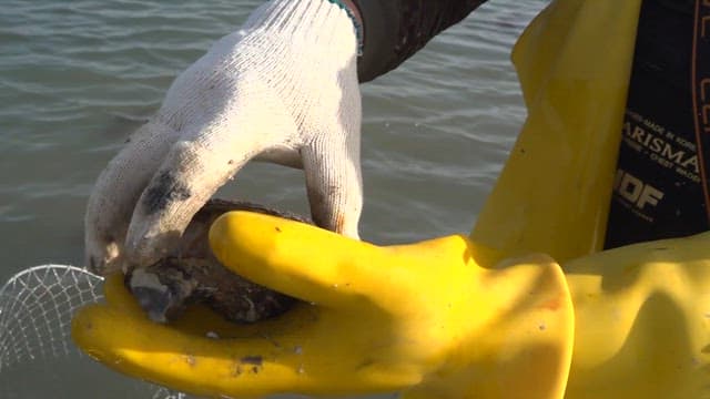 Webfoot octopus in a oyster