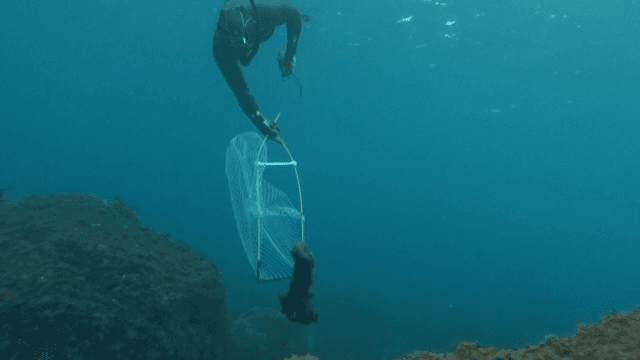 Diver catching a squid spewing ink underwater