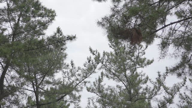 Serene and Lush Pines Against a Grey Sky
