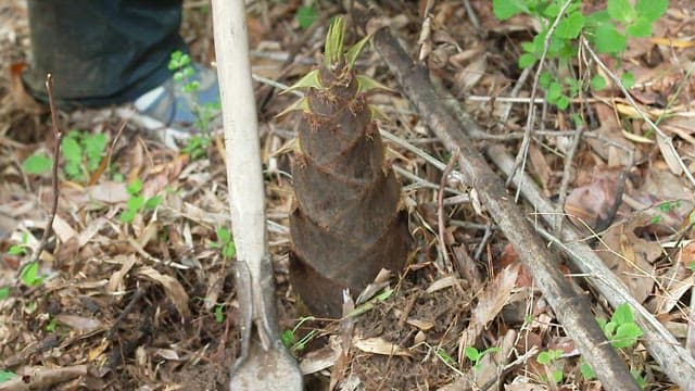 Digging and harvesting a bamboo shoot in the bamboo forest
