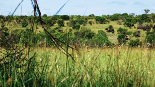 Serene Savannah with Grazing Buffalo