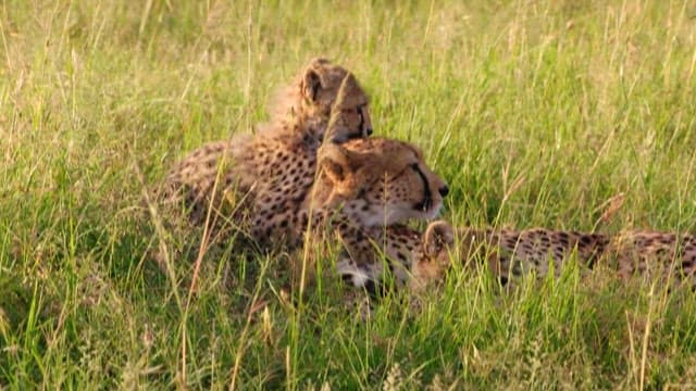 Cheetahs Resting and Playing in the Savanna Grass