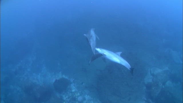 Dolphins Swimming Gracefully Underwater