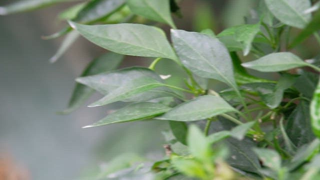 Fresh green peppers and leaves in the pepper field