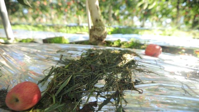 Apples on the ground under apple trees in an orchard