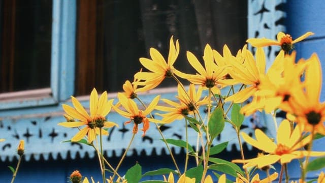 Bright yellow flowers in front of an old blue window