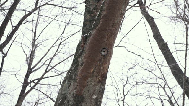 Squirrel coming out of tree hole