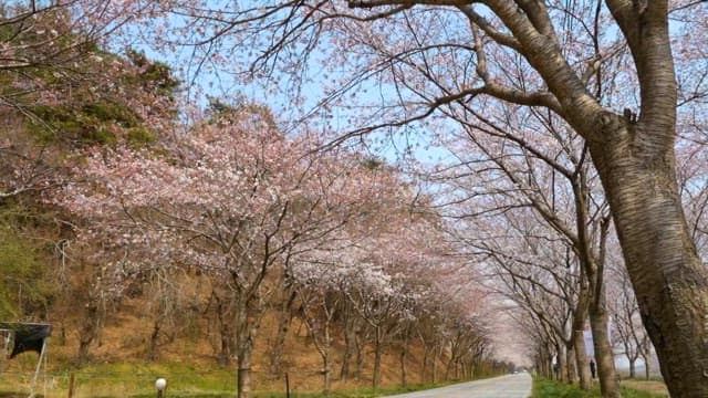 Cherry Blossoms Lining a Serene Road