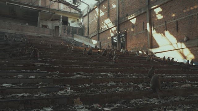 Monkeys Gathering on Sunlit Stone Steps