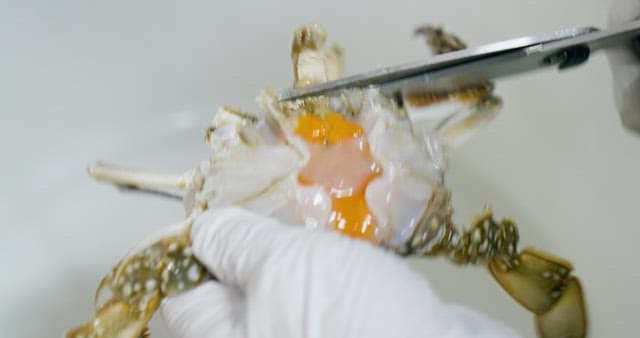 Person Preparing Crabs in Kitchen with Scissors