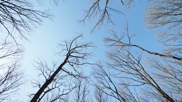 Winter day with bare trees reaching towards the sky