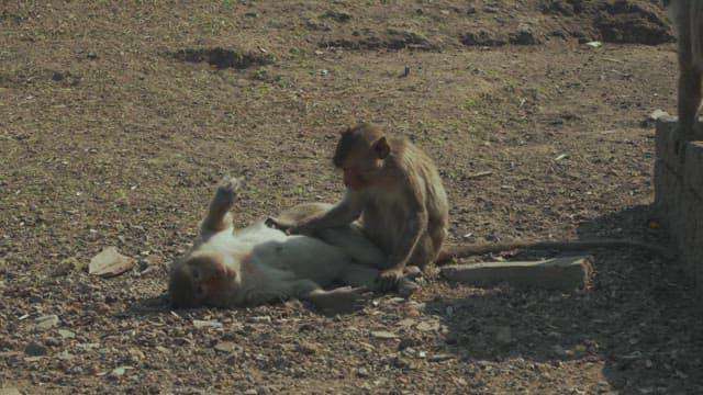 Monkeys grooming together in a sunny outdoor setting