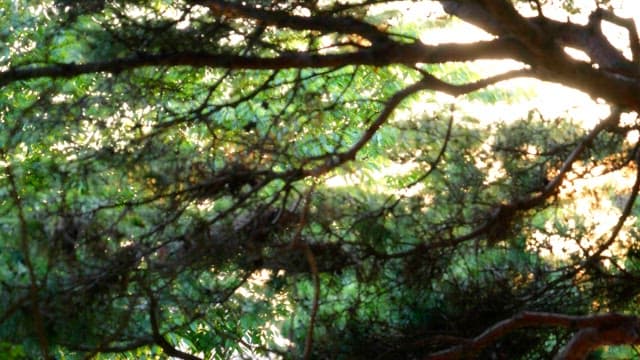 Sunlight filtering through dense forest