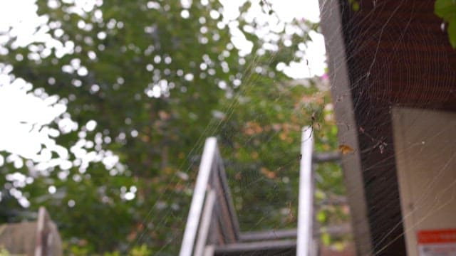 Spider on Web with Green Background