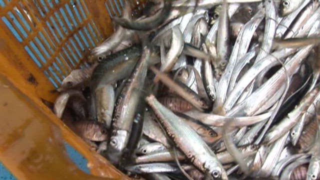 Anchovies freshly caught from the fish farm