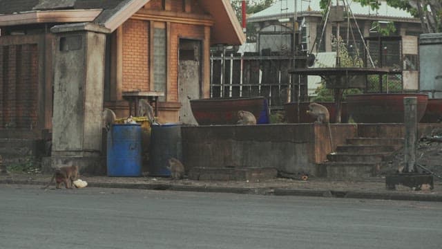 Monkeys Scavenging Near Residential Area