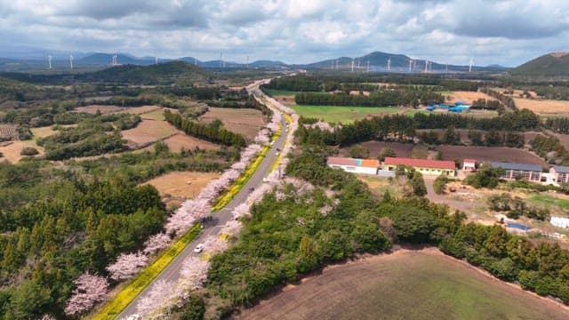 Scenic road lined with cherry blossoms
