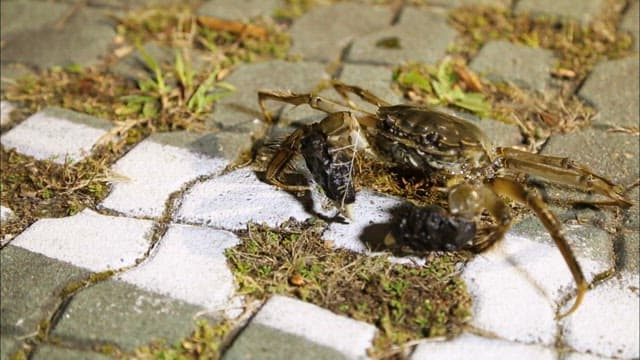 Crab crawling on the cement floor