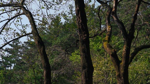 Tranquil forest scene with towering trees and lush green foliage