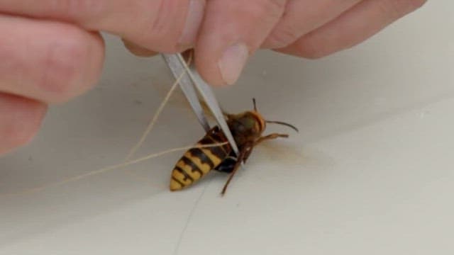 Attaching a location tracker to a wasp for research
