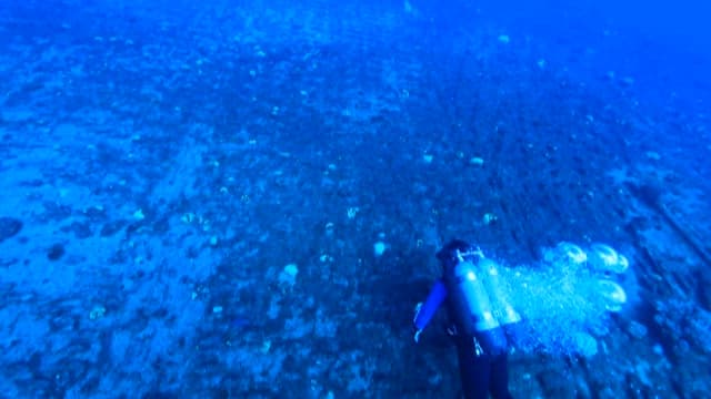 Diver swimming in the sea