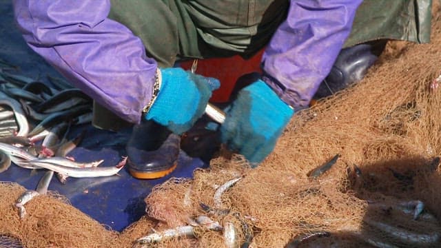 Fisherman sorting fish from the nets