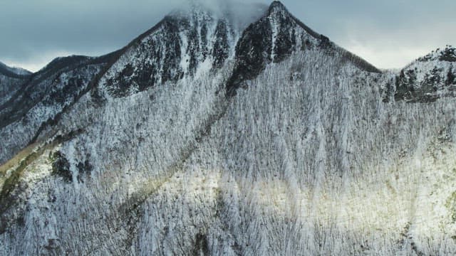 Desolate Tree Forest Covered with Snow in Winter