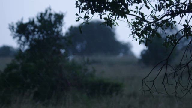 Heavy Rain Pouring Down on the Savannah