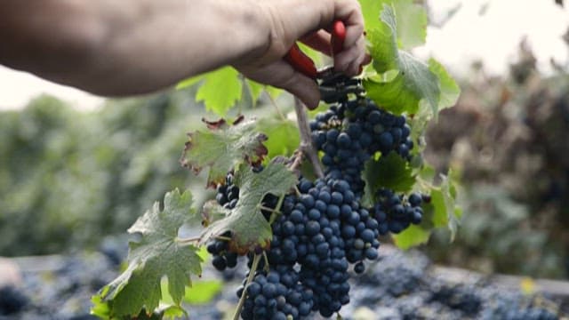Harvesting ripe grapes in vineyard