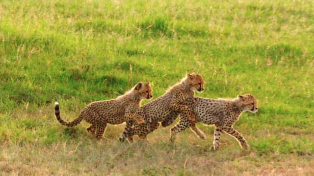 Cheetahs Running Together Across Grasslands