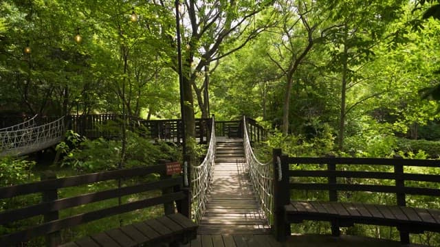 A Serene Suspension Bridge in a Lush Forest