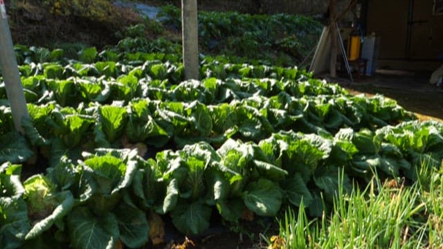 Serene cabbage garden in daylight