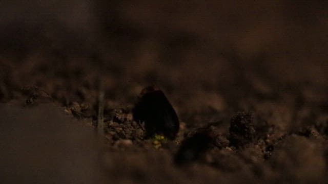 Fireflies glowing on the ground in the dark night