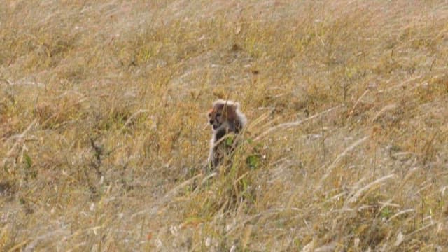 Cheetah and Cubs in the Savanna Grasslands