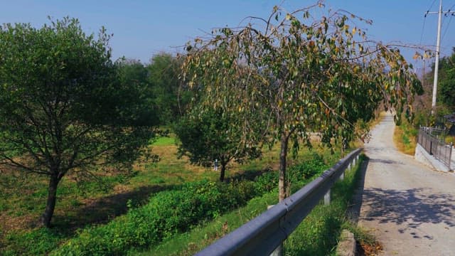 Rural road flanked by tall trees on a clear day