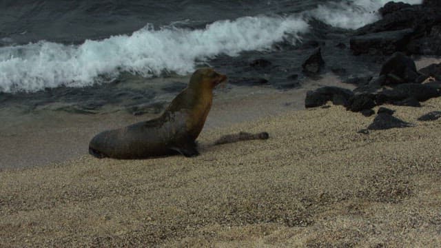 Sea Lion Emerging From Ocean Waves