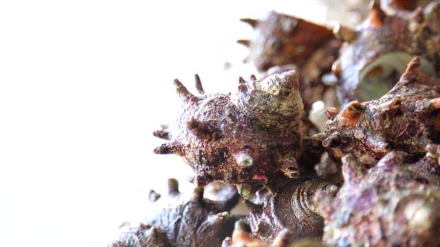 Close-up of top shells on a solid surface